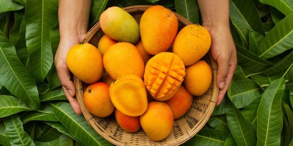 Sharjah Mango Festival makes a juicy return
