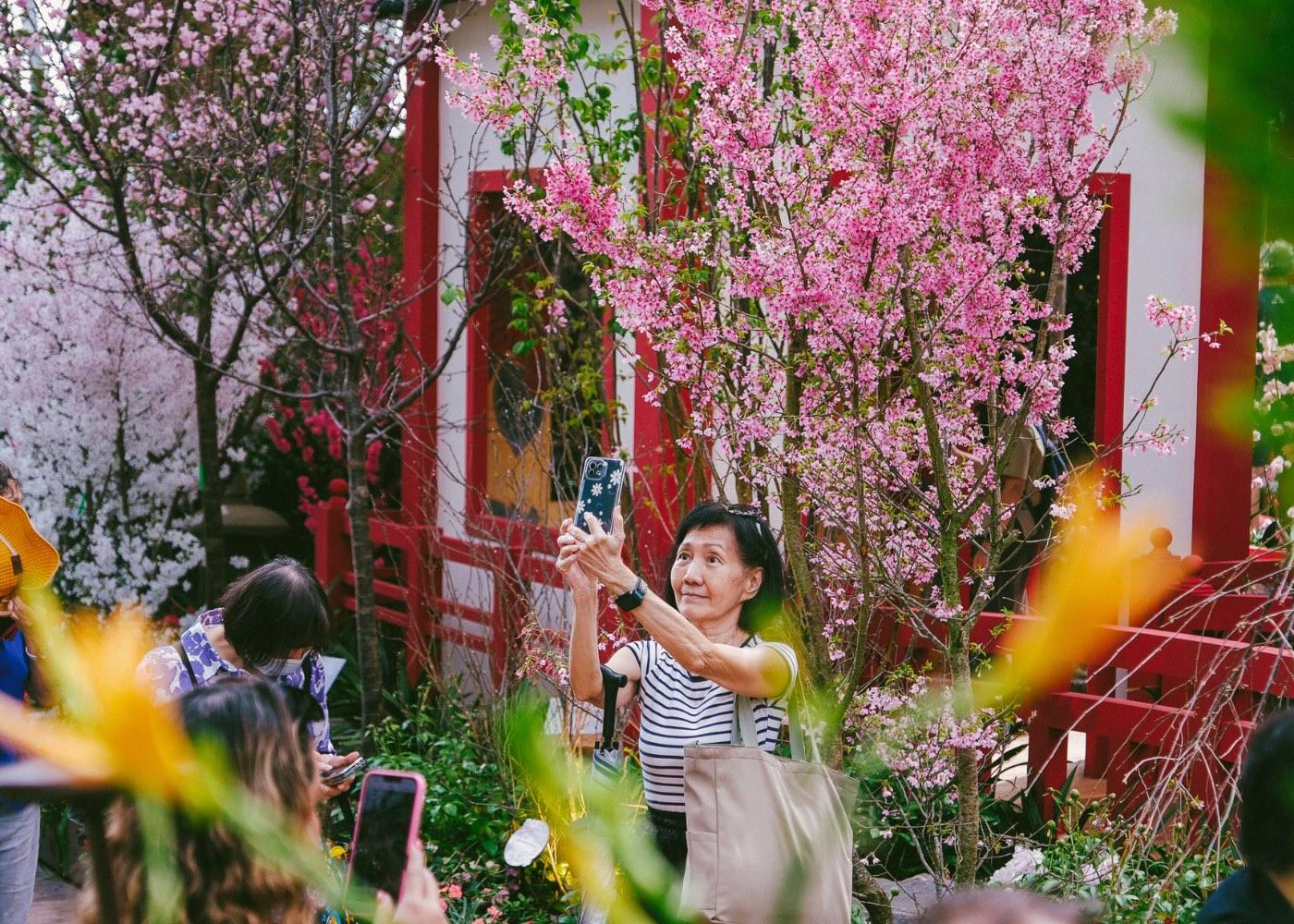 Sakura season returns with cherry blossoms at Gardens by the Bay